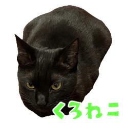 The black cat that has big eyes stidkers