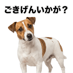 傑克羅素㹴犬 問候貼圖 - AG