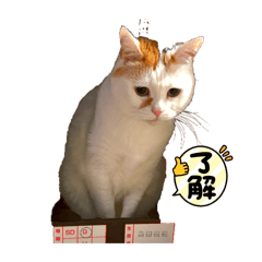 ayumi_20260429231733