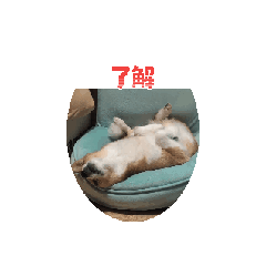 Dreamer Anjou_20260430004011