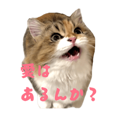 Pom&CoCo_20260429232327