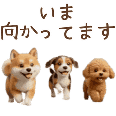 Cute Dog Animated Stickers for Daily