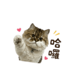 小旺日常用語