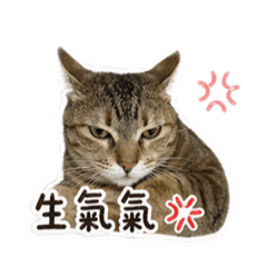 黏黏表情貼