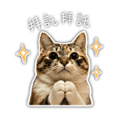 小胖花say hi