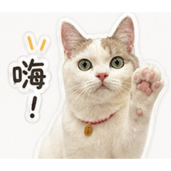 嚕寶寶