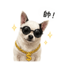 吉娃娃-小不點