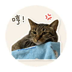 虎斑兄妹之情