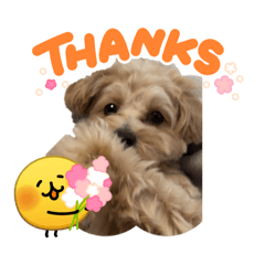hapi_20260429195027