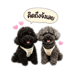 chochotangtang1