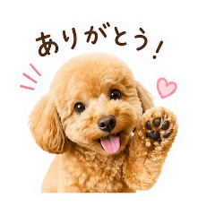 shi_20260429195539