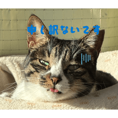 Mikine_20260429200042