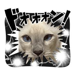 atsuu_2026