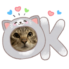 貓貓貓貓貓～～