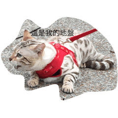 The daily life of a handsome cat01