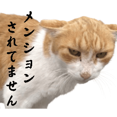 ayumintama_20260430005739
