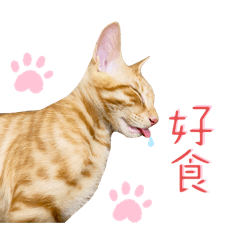 橘貓鼠2