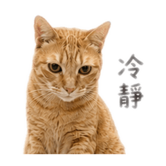 拾陸