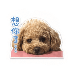 狗子咪的日常