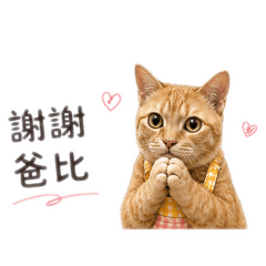 可愛橘貓啊