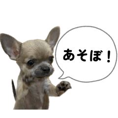sasa_20260429200756