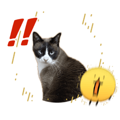 mochimochi_20260429201728