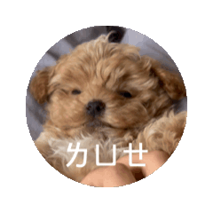 馬爾泰迪 肉圓貼圖第三彈 動動貼圖特別版