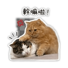 奶油奶茶日常
