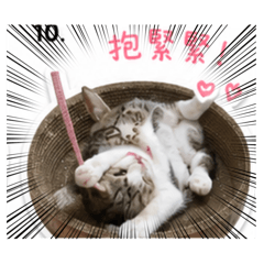 小虎撒嬌