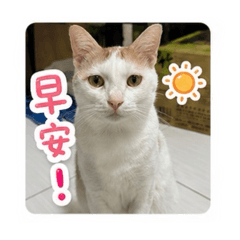 愛撒嬌粉圓2
