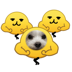 3隻小可愛