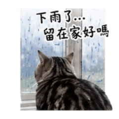 林百三貓貓日常