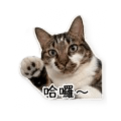 阿胖胖-1
