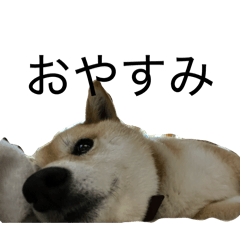 Ryu_20260429201937