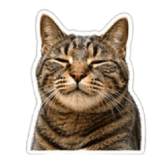 Cat for my sake