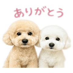 Ymk_20260429202541