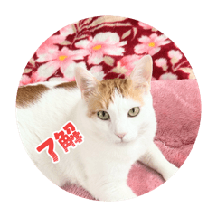 satomi_20260430070146