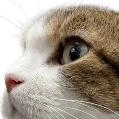 NATSUME40