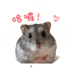 小玉鼠鼠
