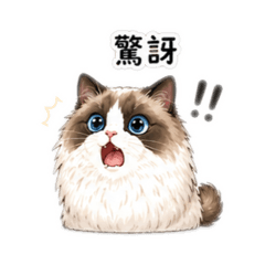 布偶貓熊熊日常用語篇