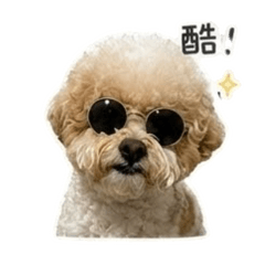 Poodle.parti-color