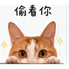 橘白貓：馬鈴吉