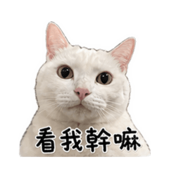 白貓厭世日常