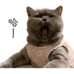 蔡妹妹の日常1