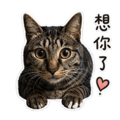 芭比及六寶