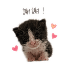 ～牛奶的小表情～