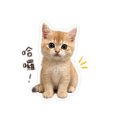 金吉小貓