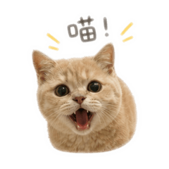 ～樂樂的小表情～