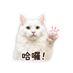 天天家的王森森1