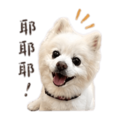 嗚哩派派，長得像狐狸犬的博美小狗狗